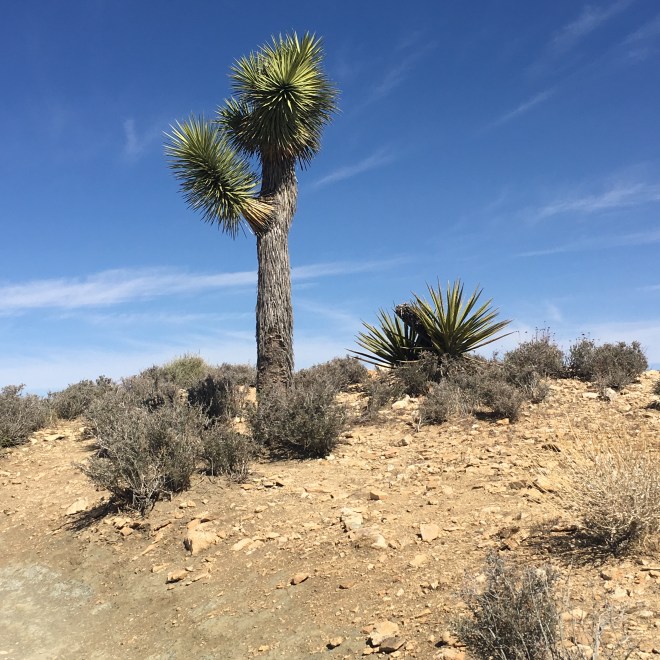 Joshua tree