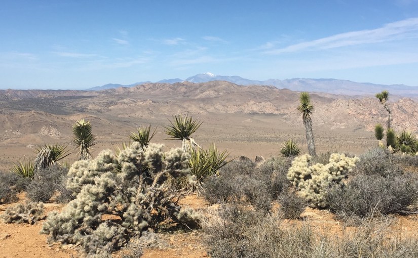 Through the Truffula Forest – A Journey from Sin City to Joshua Tree and back&nbsp;again